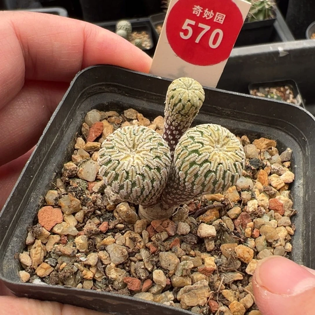 实生三头精巧殿群一棵仙人球