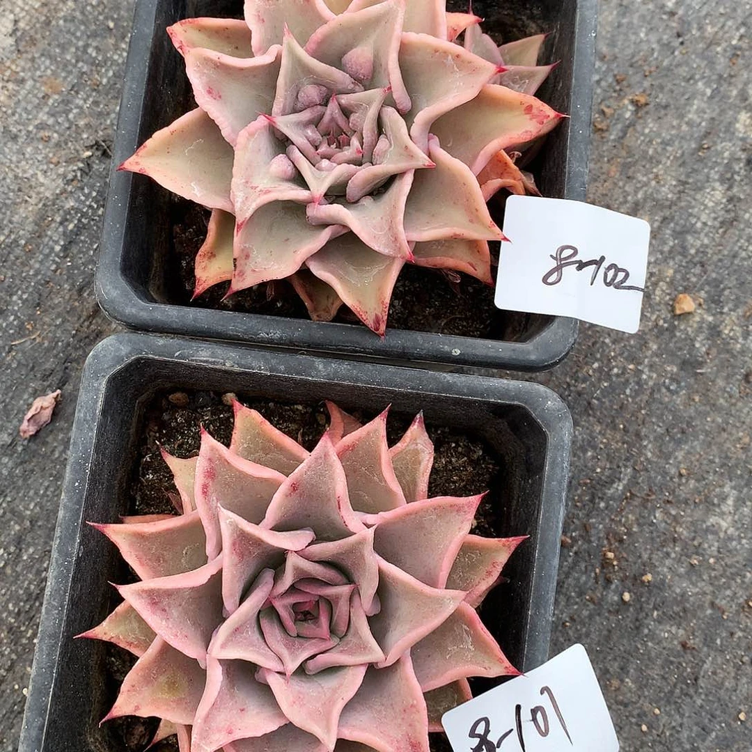 饺子皮一物一拍8-101.8-102