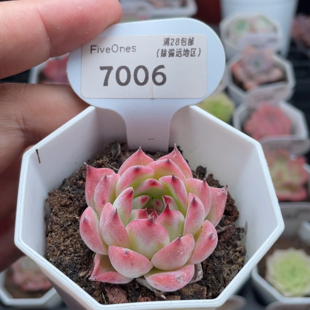 吉娃娃7006-4.5厘米