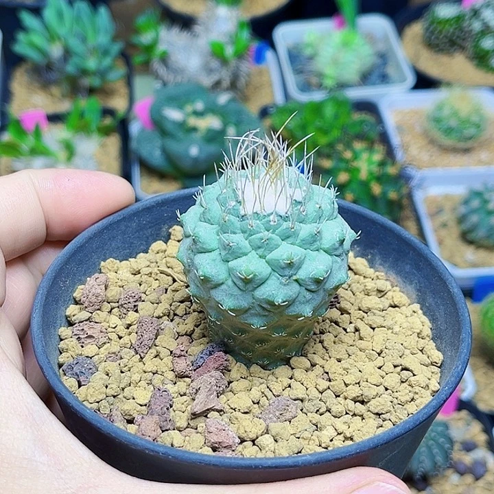 菊水实生球3.7公分