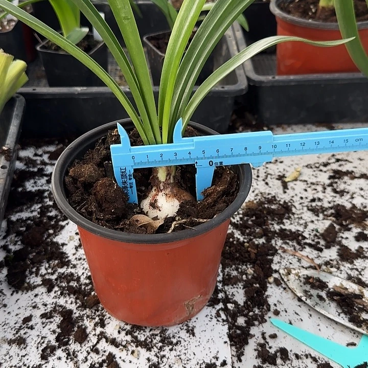 维多利亚朱顶红一棵4.3