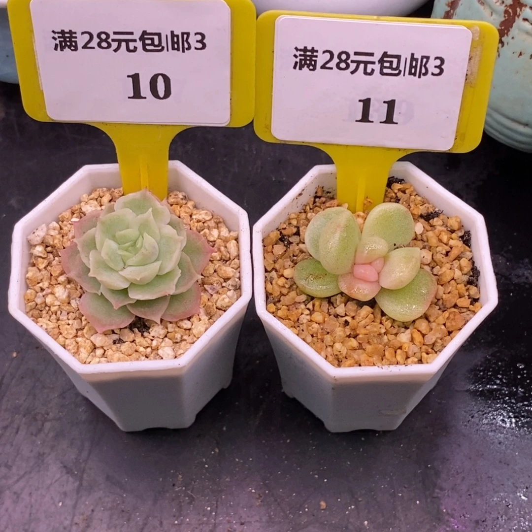 310.311冰玉粉锦➕水晶虾饺