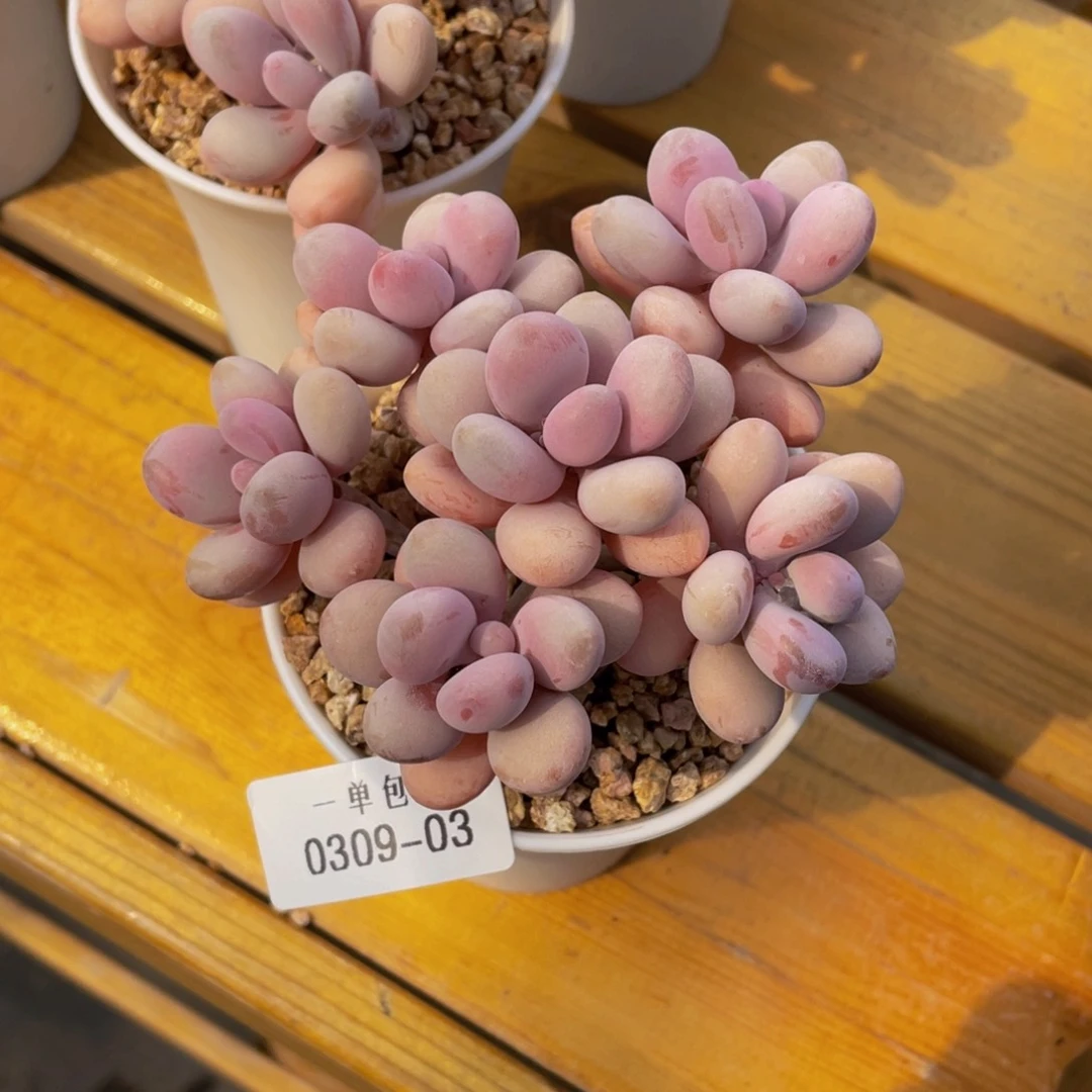 0309-03/桃蛋。。。。。。