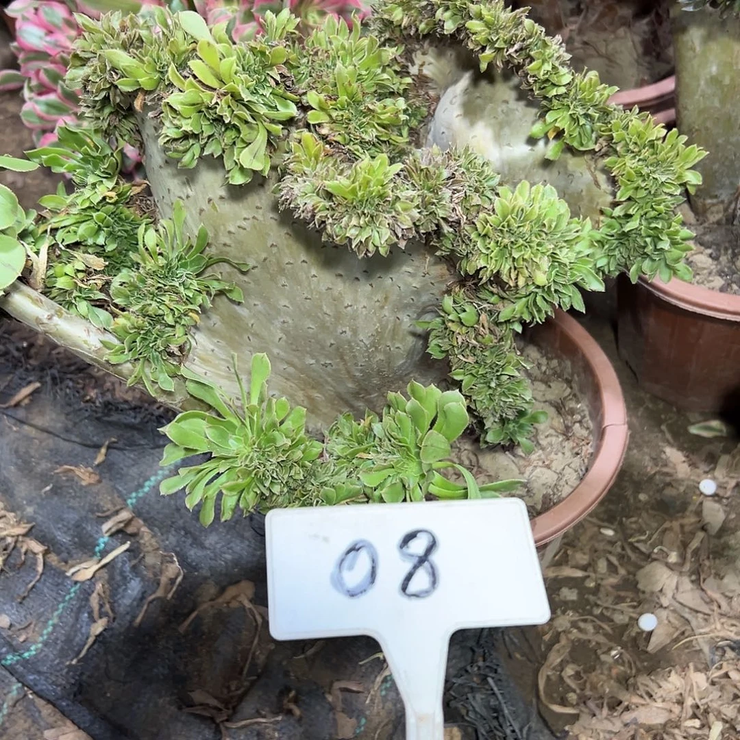 多肉植物原始绿缀花08