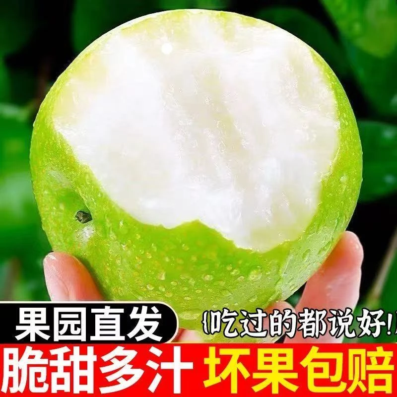 砀山青皮蜜梨皮薄多汁自家果园直发