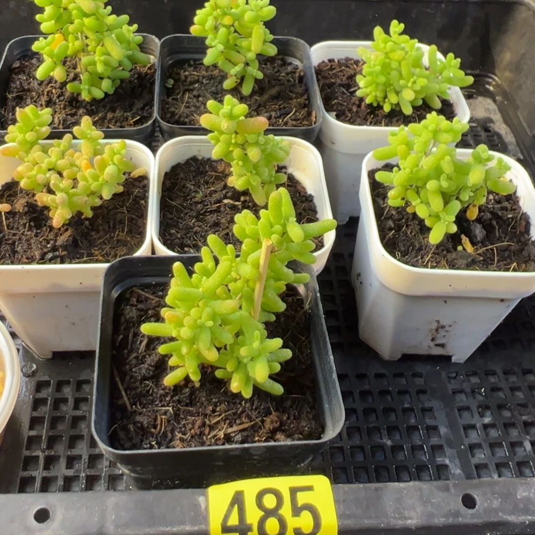 枝干番杏多肉植物485