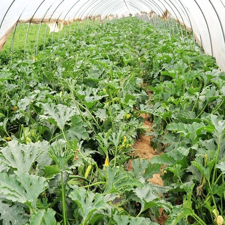 西葫芦秧苗高产倭瓜奶油葫芦瓜苗角瓜茭瓜占瓜菜种各种菜种子