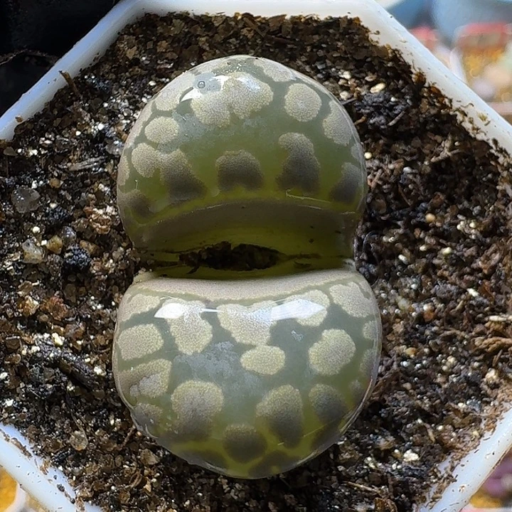 生石花12111。   217