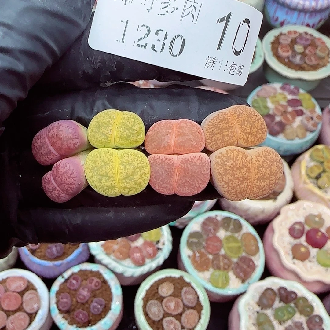 生石花满18包邮1230-10