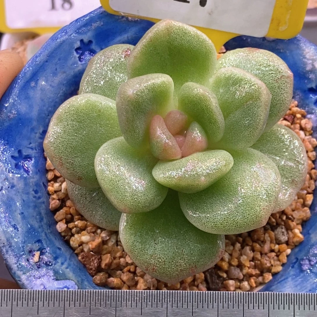 517冰玉石化糖心带锦的