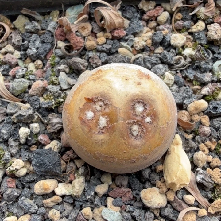 格加厚墩菊316 仙人球