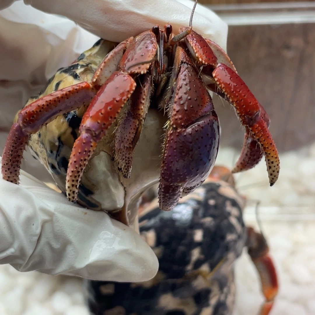 2.2猪肝红西伯可爱5