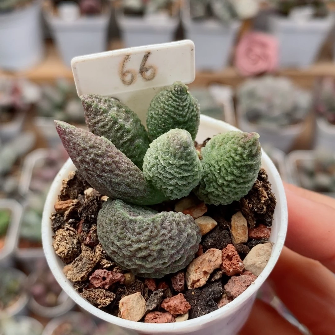 实生66号水泡多肉植物