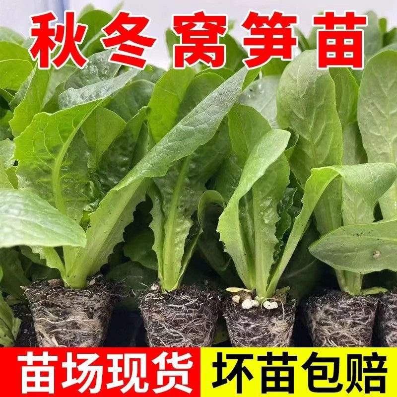 青皮莴笋苗带土秧苗莴笋莴苣秧苗家庭阳台露地秋冬耐寒蔬菜苗