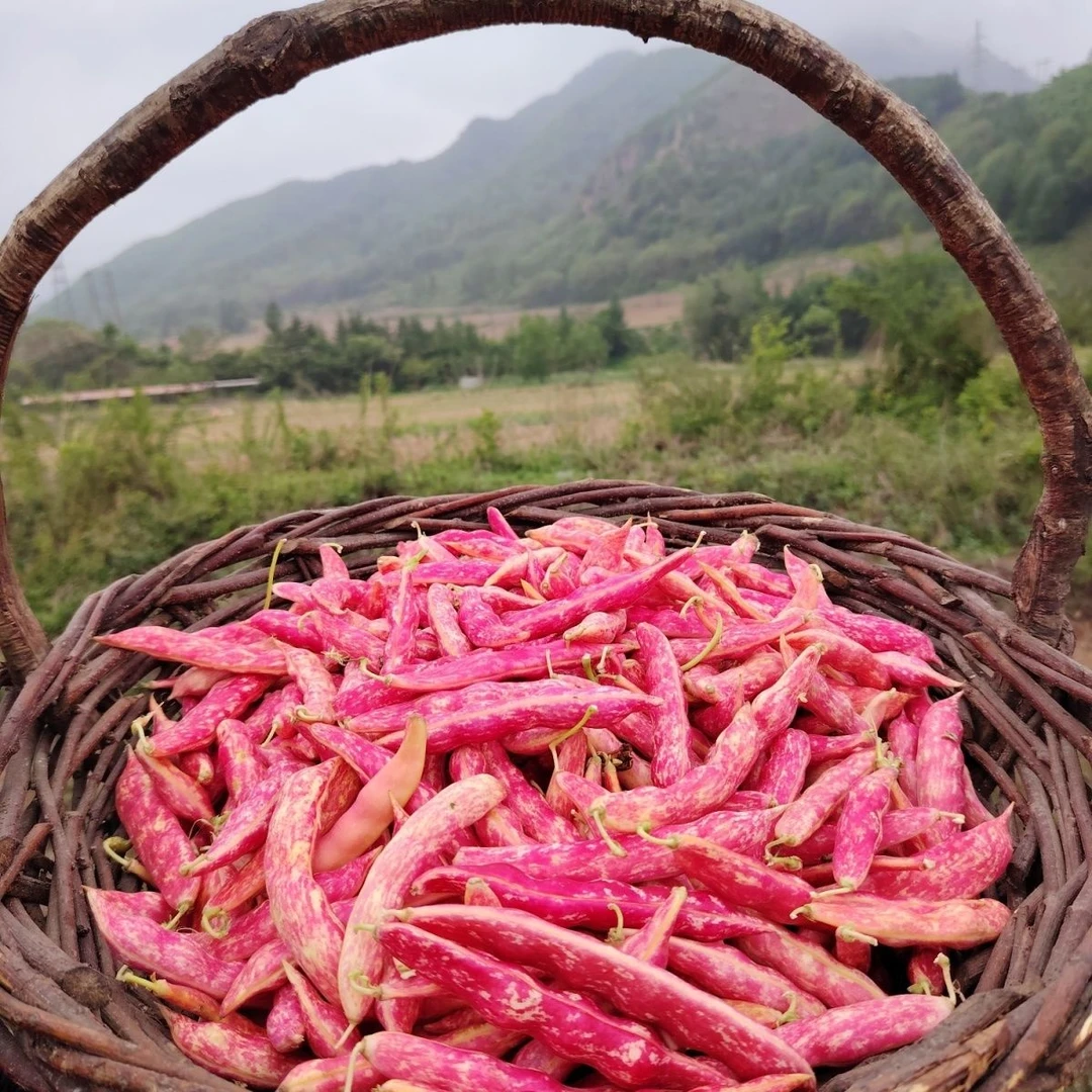 （中秋好物)东北红金勾豆角现摘现发2斤3斤顺丰快递油豆角