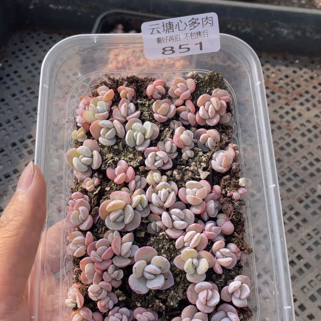 云糖心多肉植物851