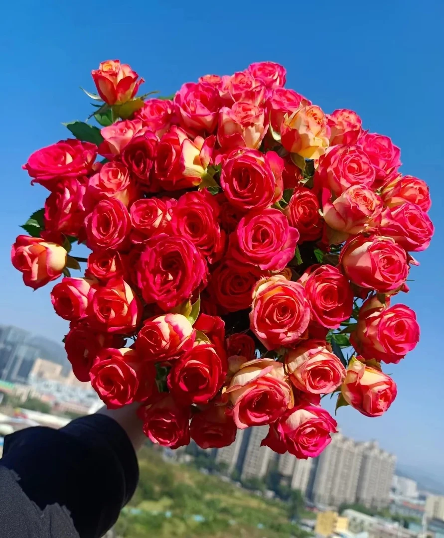 「曼曼」多头爱丽丝8只➕2只防  鲜花任意满两单包邮拒收不售后