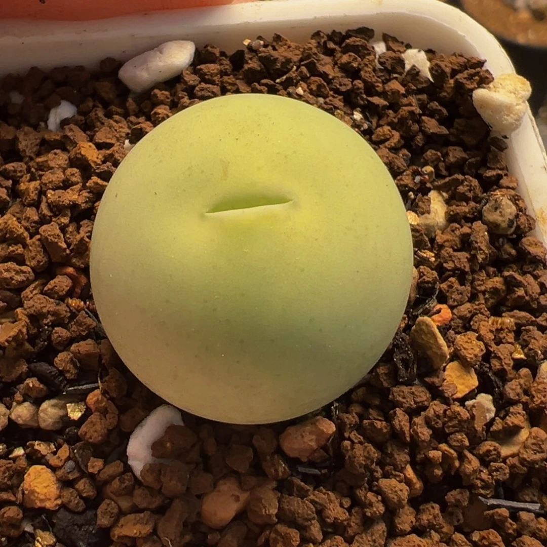 852多肉植物种类多样