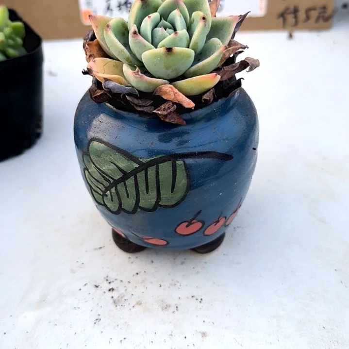 满6元包邮，三色堇三颗