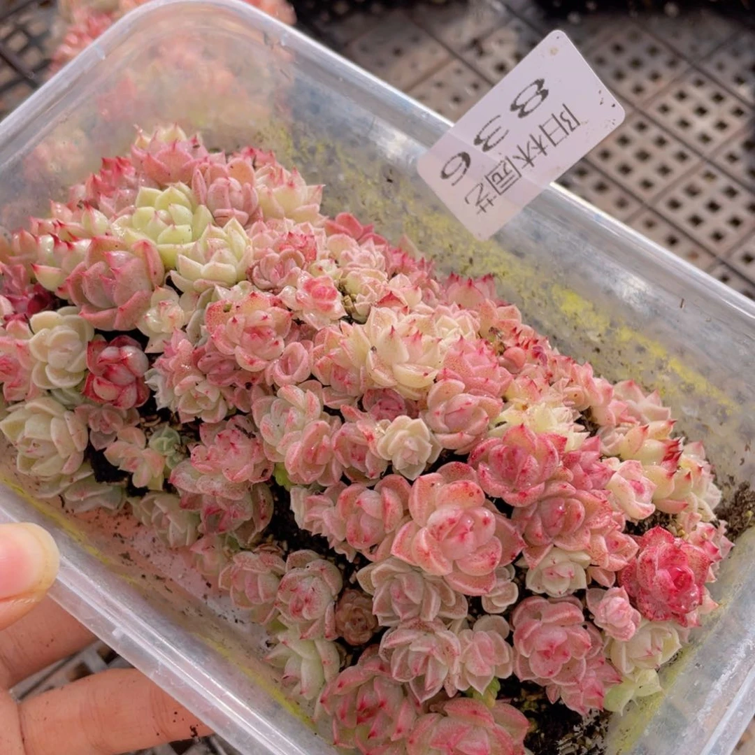 多肉植物多肉植物836