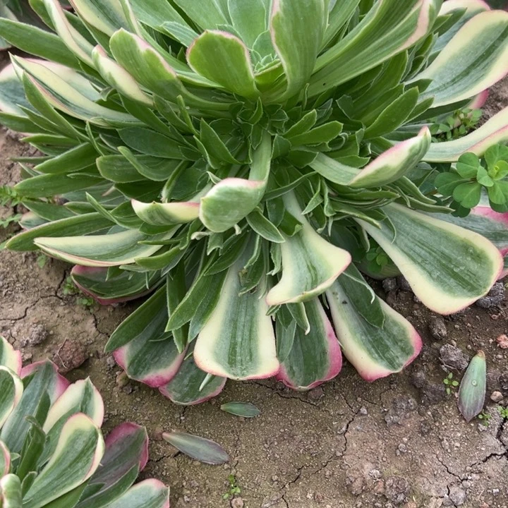 好**绵2.2-119男神多肉植物5