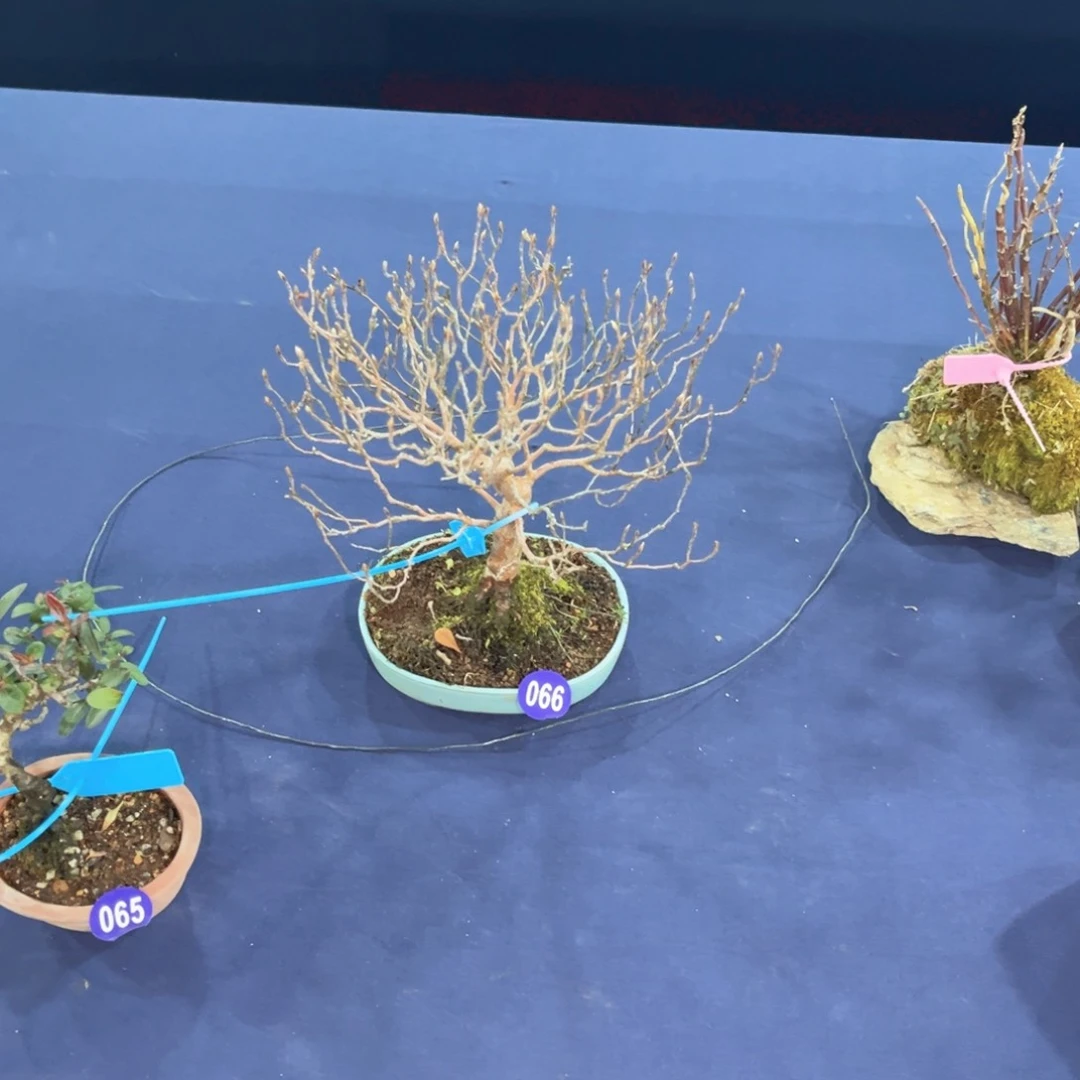 红陶H***T红红火火过大年066