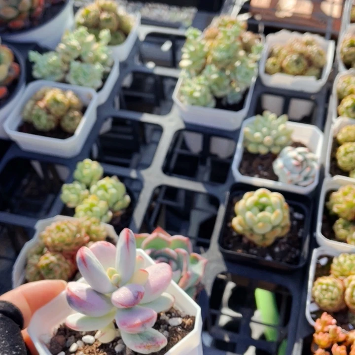 乒乓锦888888888888