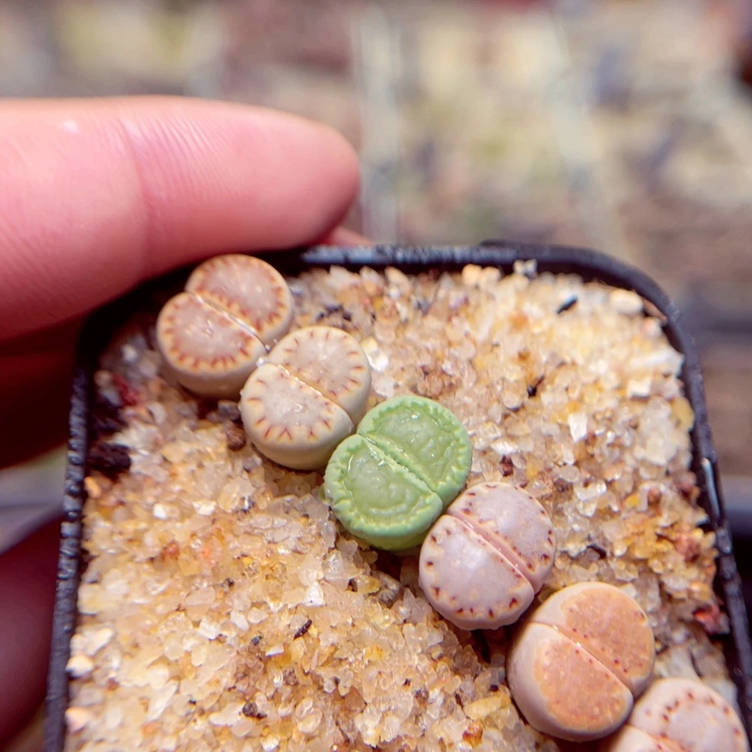 284号带盆盆包邮发货