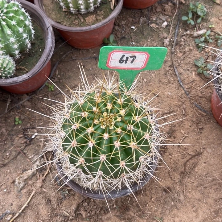 @***李617，毛花柱五花牛