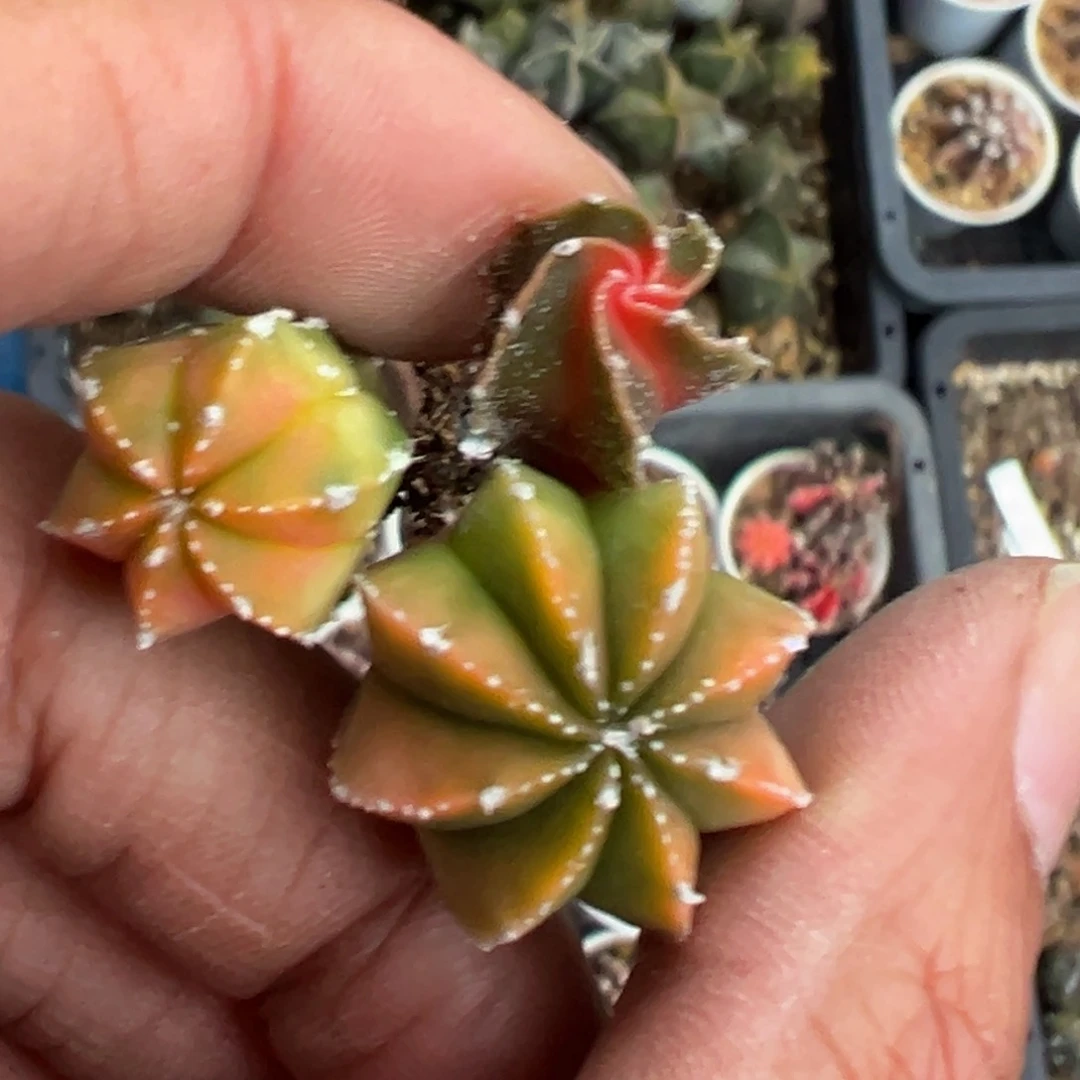 多肉植物111111111111111