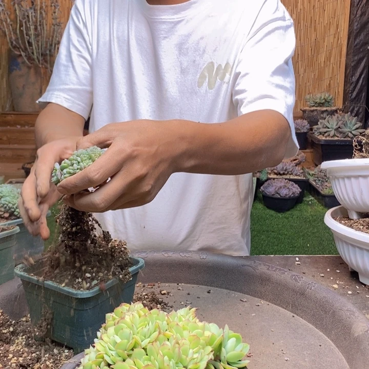 芯***熙40号牡丹亭多肉植物