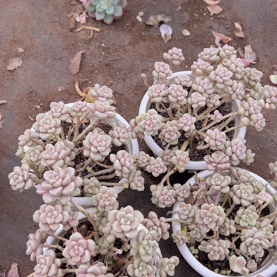 丸叶姬秋丽多头大盆整装精品