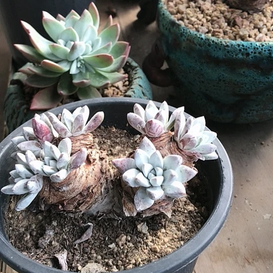 格诺马杂仙女棒杯