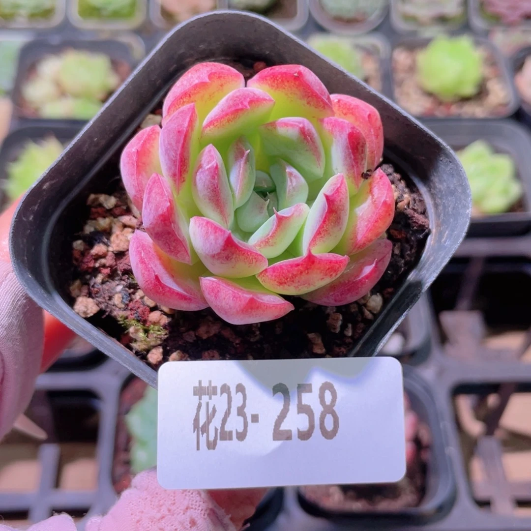 花利美23-258彼岸花