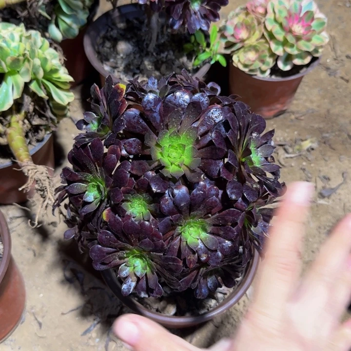 黑铜壶掐心9.9。