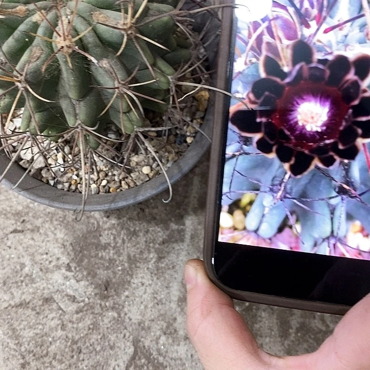 黑罗莎仙人球，2680000