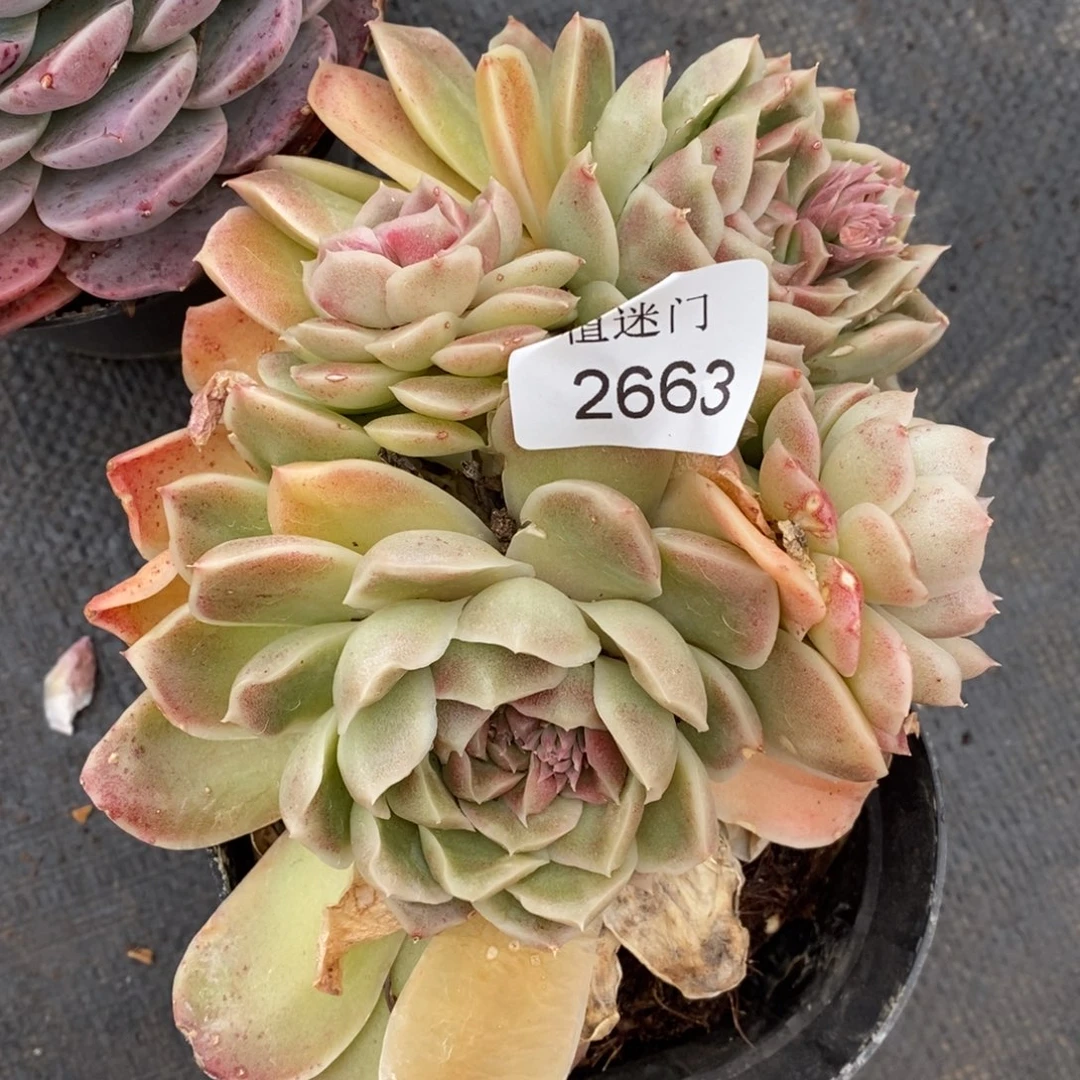 淡**心杂交精品多肉2663