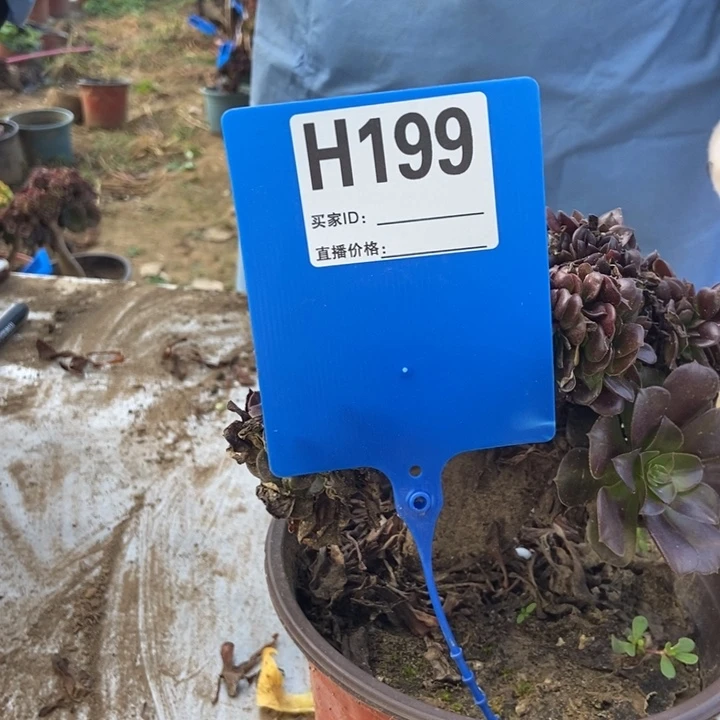用***1H199欧紫缀化老桩