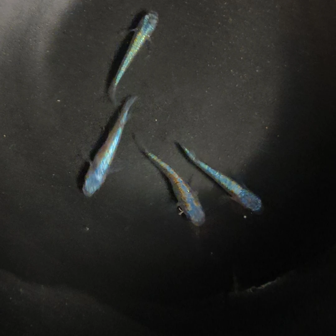 海水鱼无背鳍海王星113