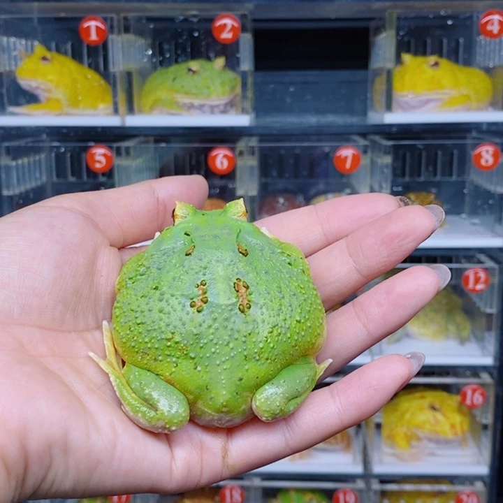 角蛙恭喜发财大吉大利