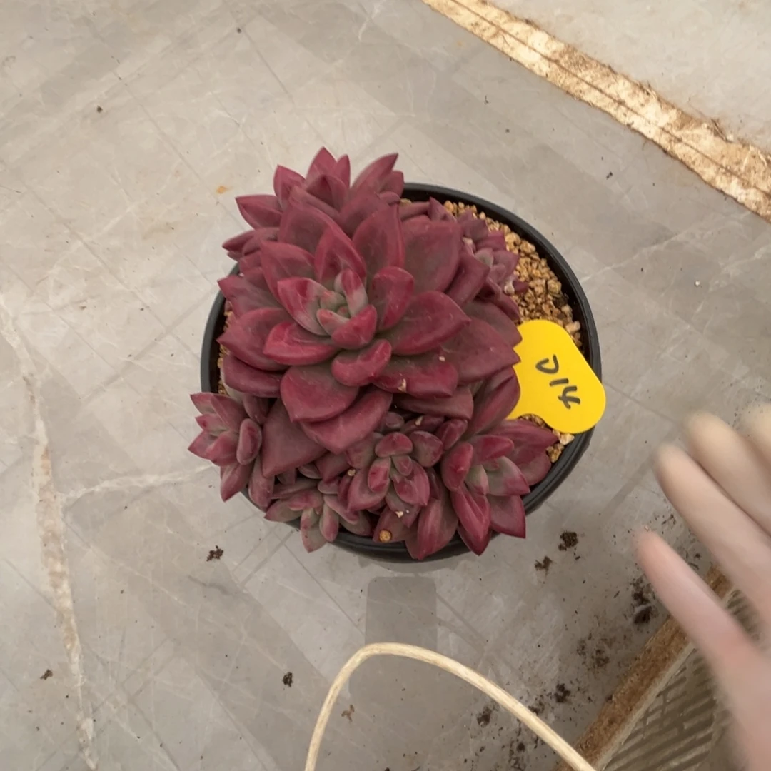 d14赫菲斯托群生呀呀呀