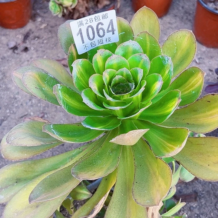 1064燕姿中斑多肉植物