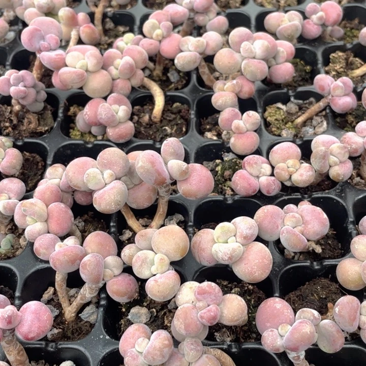 腰子蛋随机发5元5颗腰子蛋