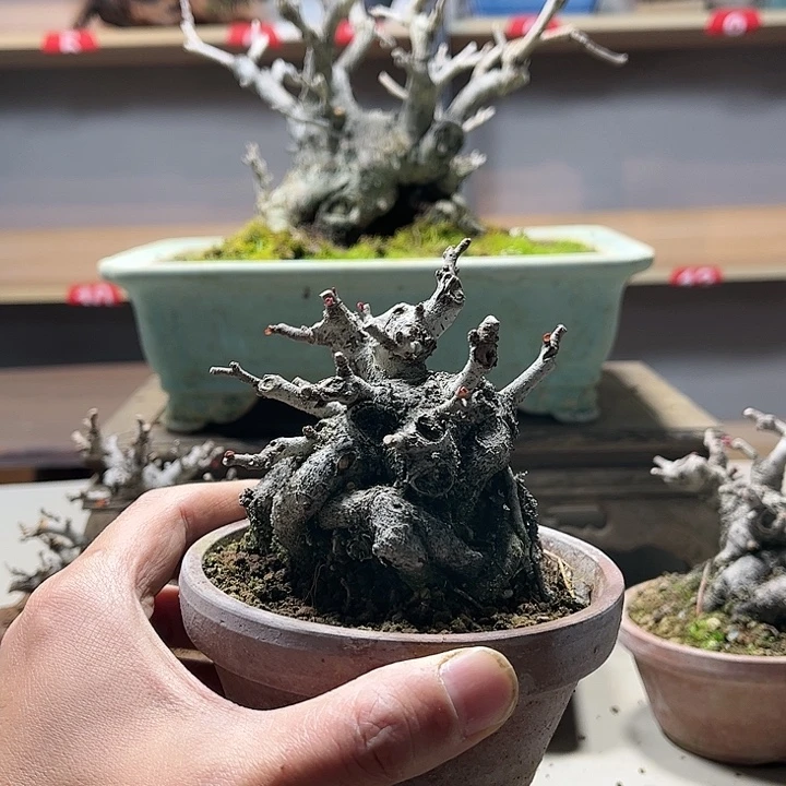 一***下无花朵长寿梅盆景老庄盆景