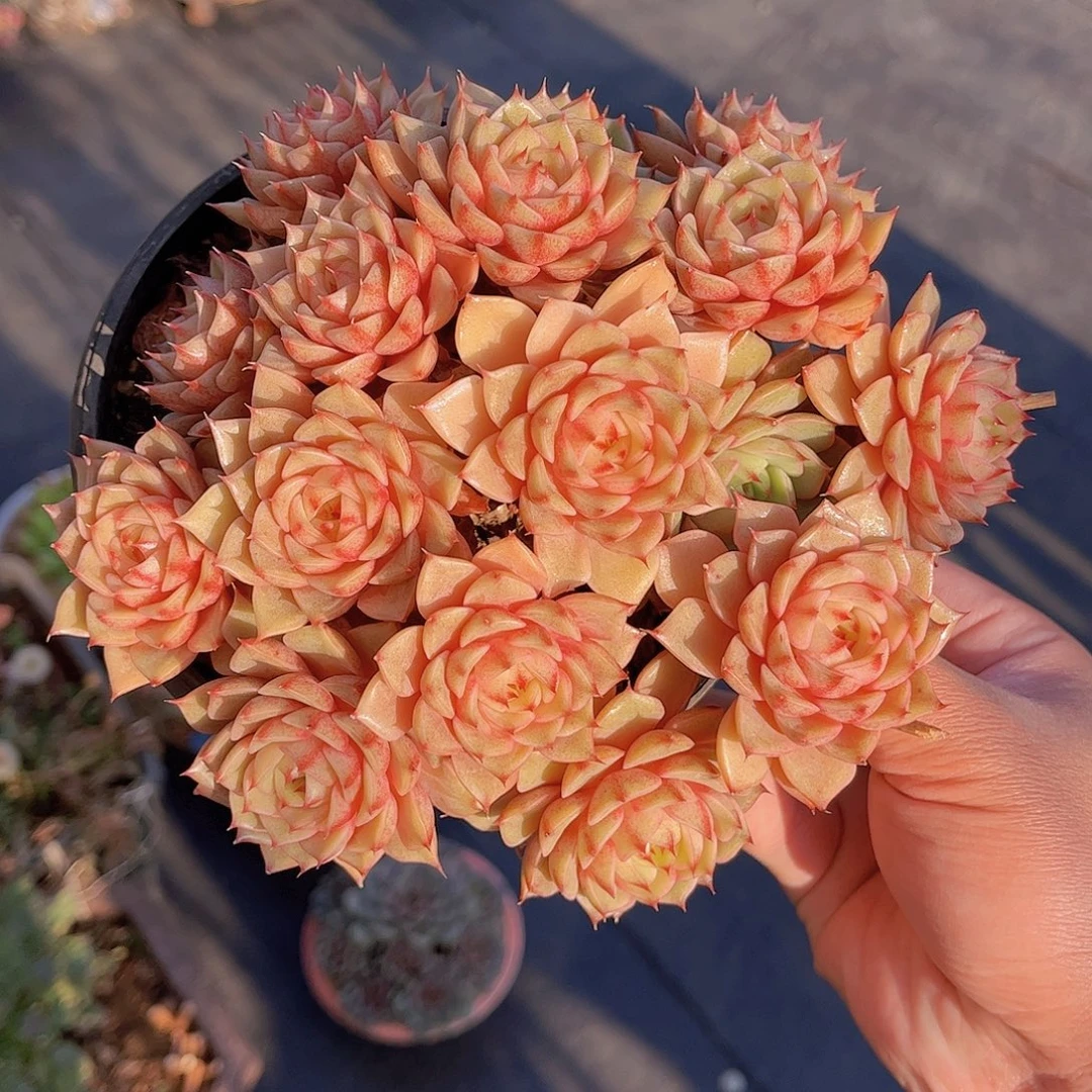 极品糖心苯巴多肉