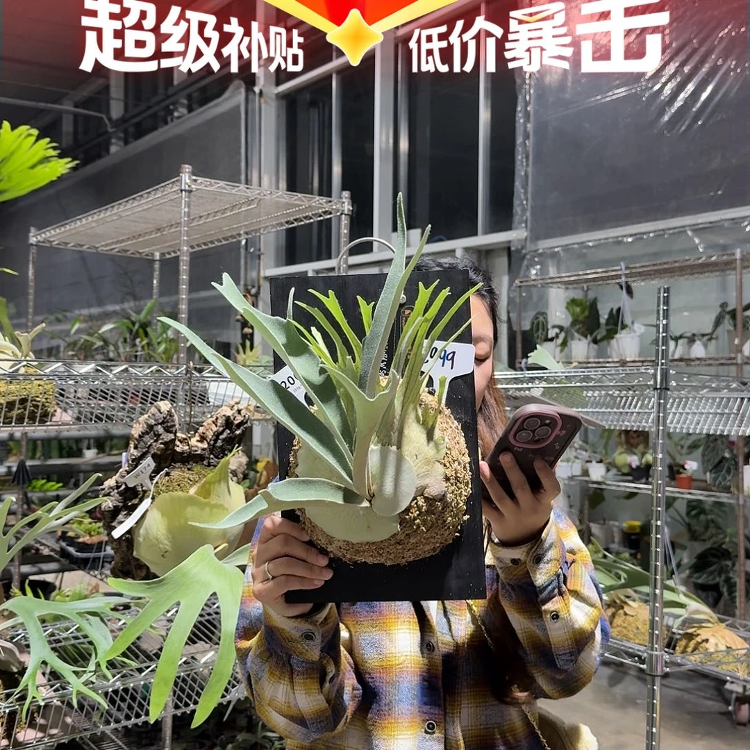 不开花植物M200-野银W孢子苗亚成