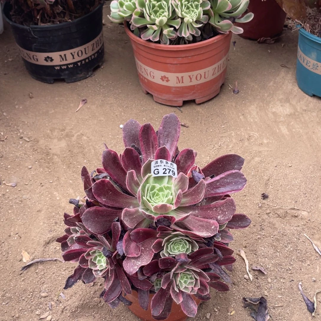 279婚纱多肉法师断枝不包