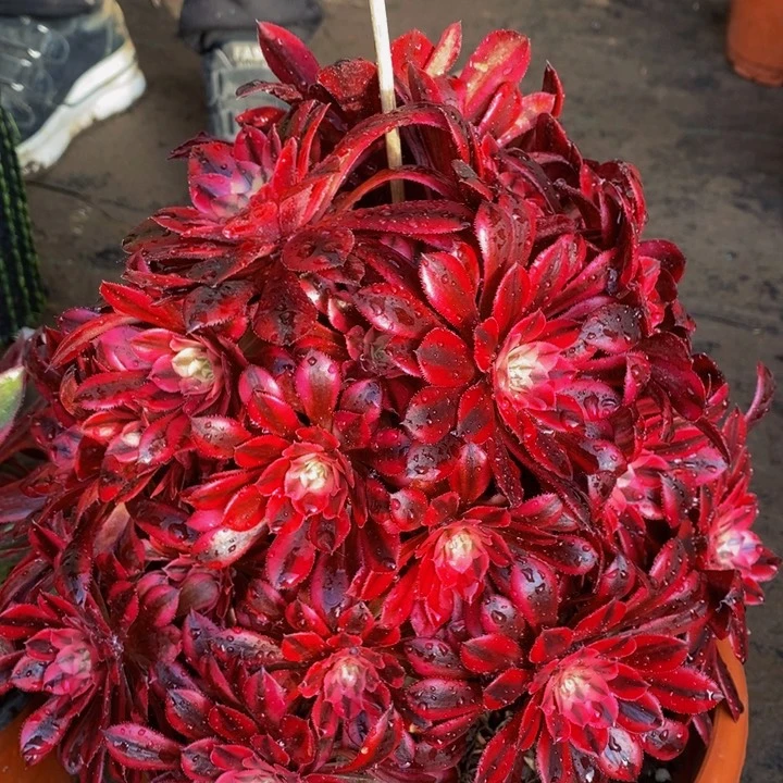 就*那黑天鹅一颗大颗多肉