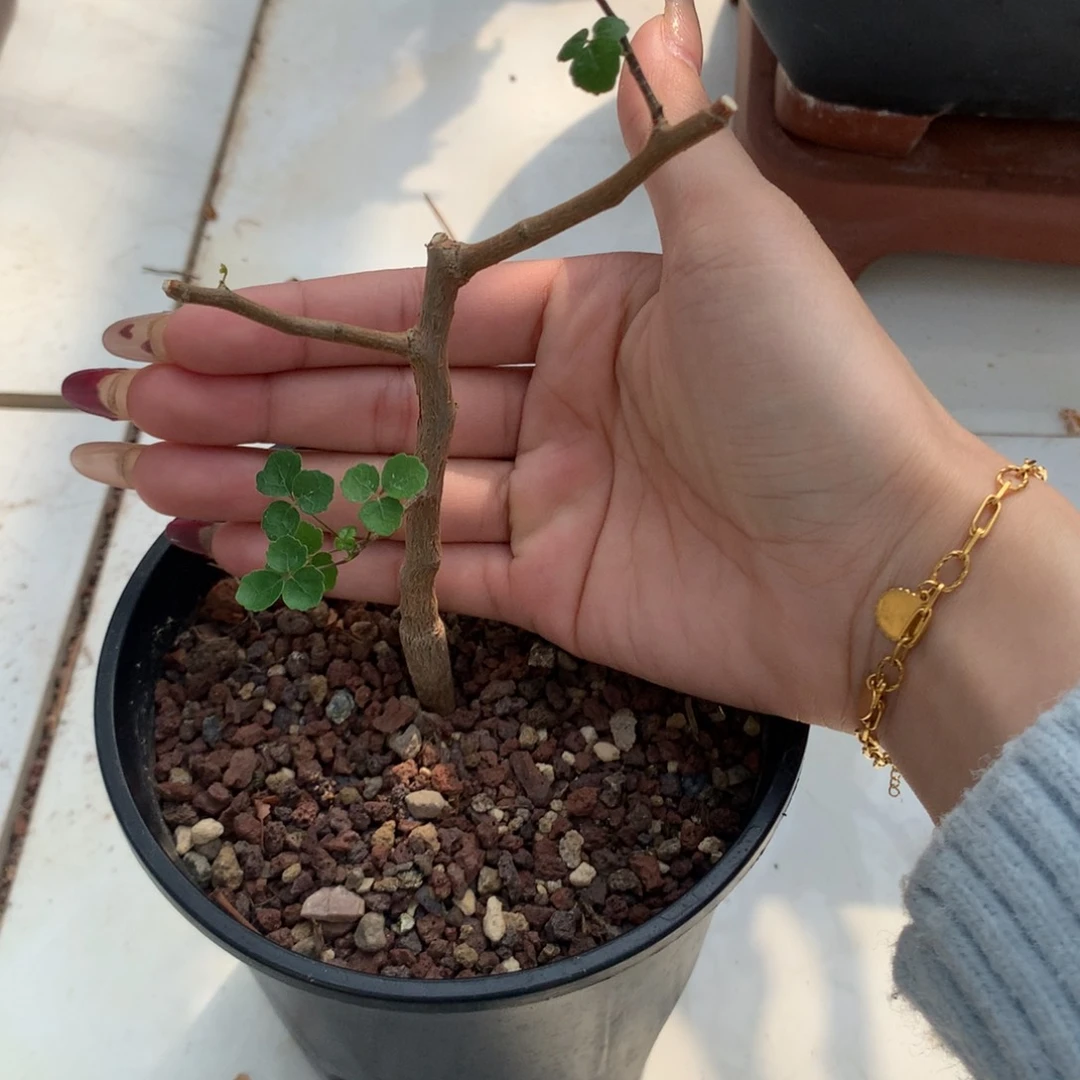 波叶没药实生实生