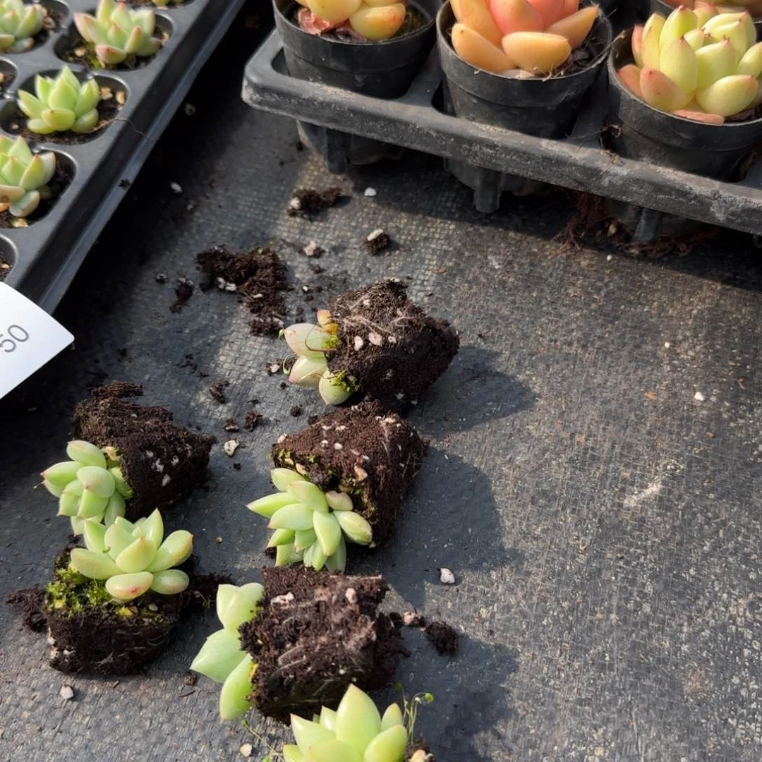 六颗冰玉东云杂交苗量拍